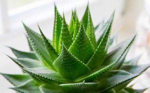 Aloe-Vera-proprietà-benefiche-curative-e-terapeutiche1